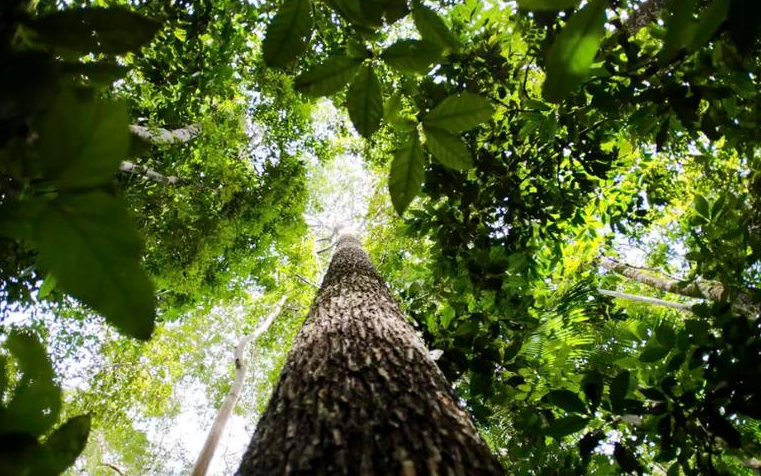 O Instituto de Desenvolvimento Florestal e da Biodiversidade do Pará (IDEFLOR-Bio) publicou edital com 40 vagas temporárias, além de cadastro reserva.